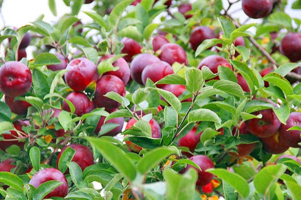 Lake George Area Apple Picking